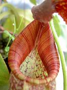 Nepenthes [(x rokko) x veitchii)] x fusca, peristome